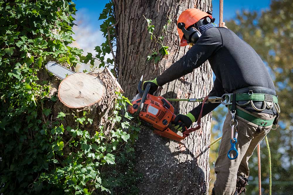 Professional Tree Removal | Arizona Urban Arborist | Safe & Efficient