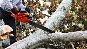 Professional Tree Removal | Arizona Urban Arborist | Safe & Efficient